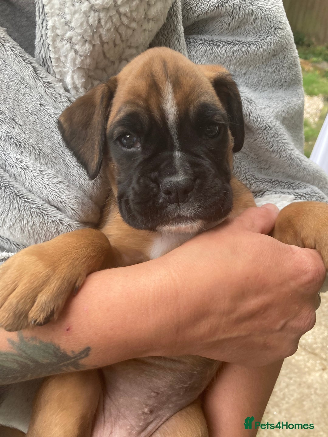 Boxer dogs for sale: Boxer baby girl 💖 - Image 7