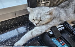 British Shorthair cats for sale: Norwegian forest cat x - Image 24