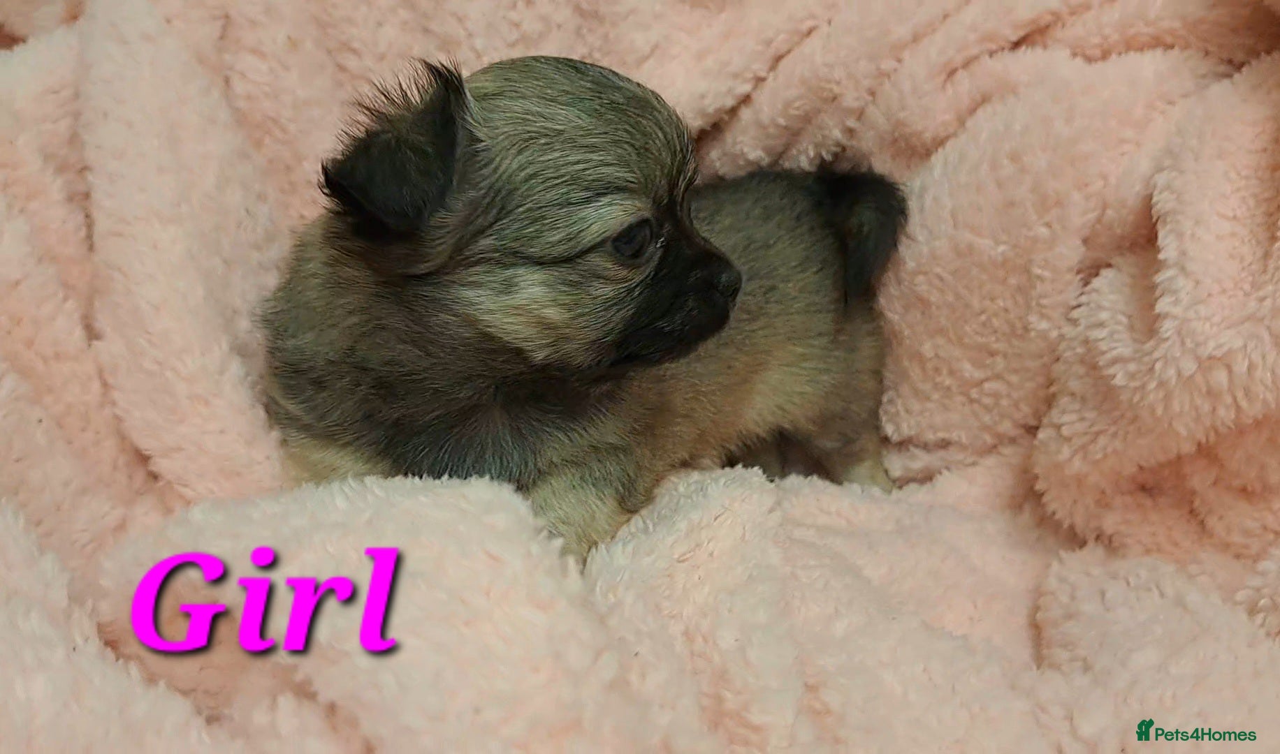 Chihuahua dogs Long Coat Chihuahua puppies for sale - Advert 5