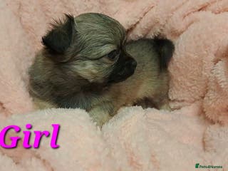 Chihuahua dogs Long Coat Chihuahua puppies for sale - Advert 5