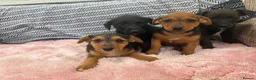 Jack Russell dogs for sale: Miniature Jack Russell’s - Advert 1