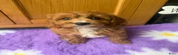 Cavapoo dogs for sale: Extensively Health Tested Red Cavapoos - Advert 9