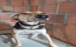 Mixed Breed dogs for adoption: Cahil , a sweet Cypriot girl  - Image 15