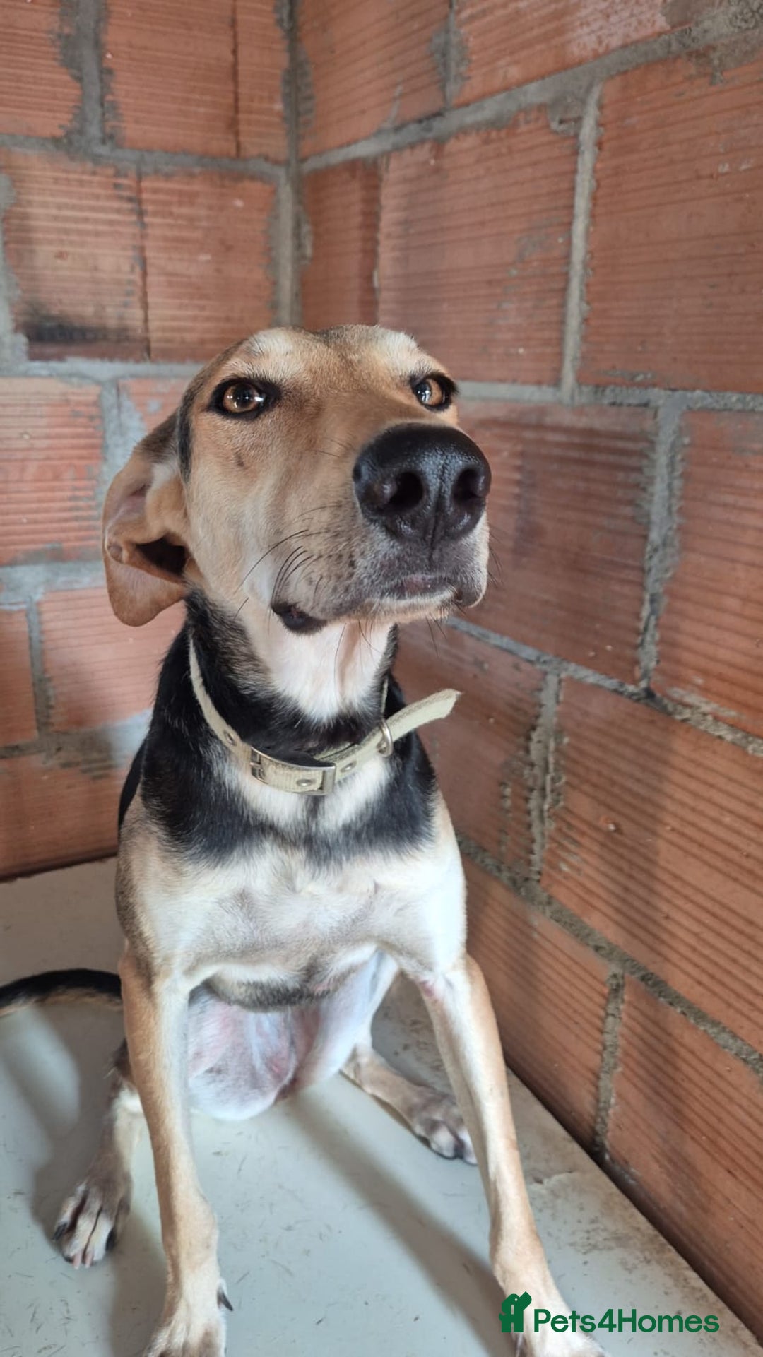Mixed Breed dogs for adoption: Cahil , a sweet Cypriot girl  - Image 15
