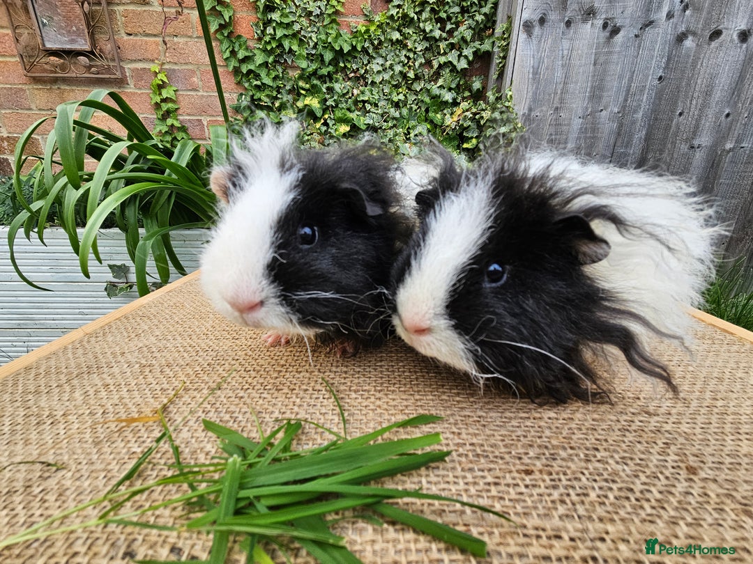 Guinea Pig rodents for sale: Bonded pairs of baby male guinea pigs  - Advert 4