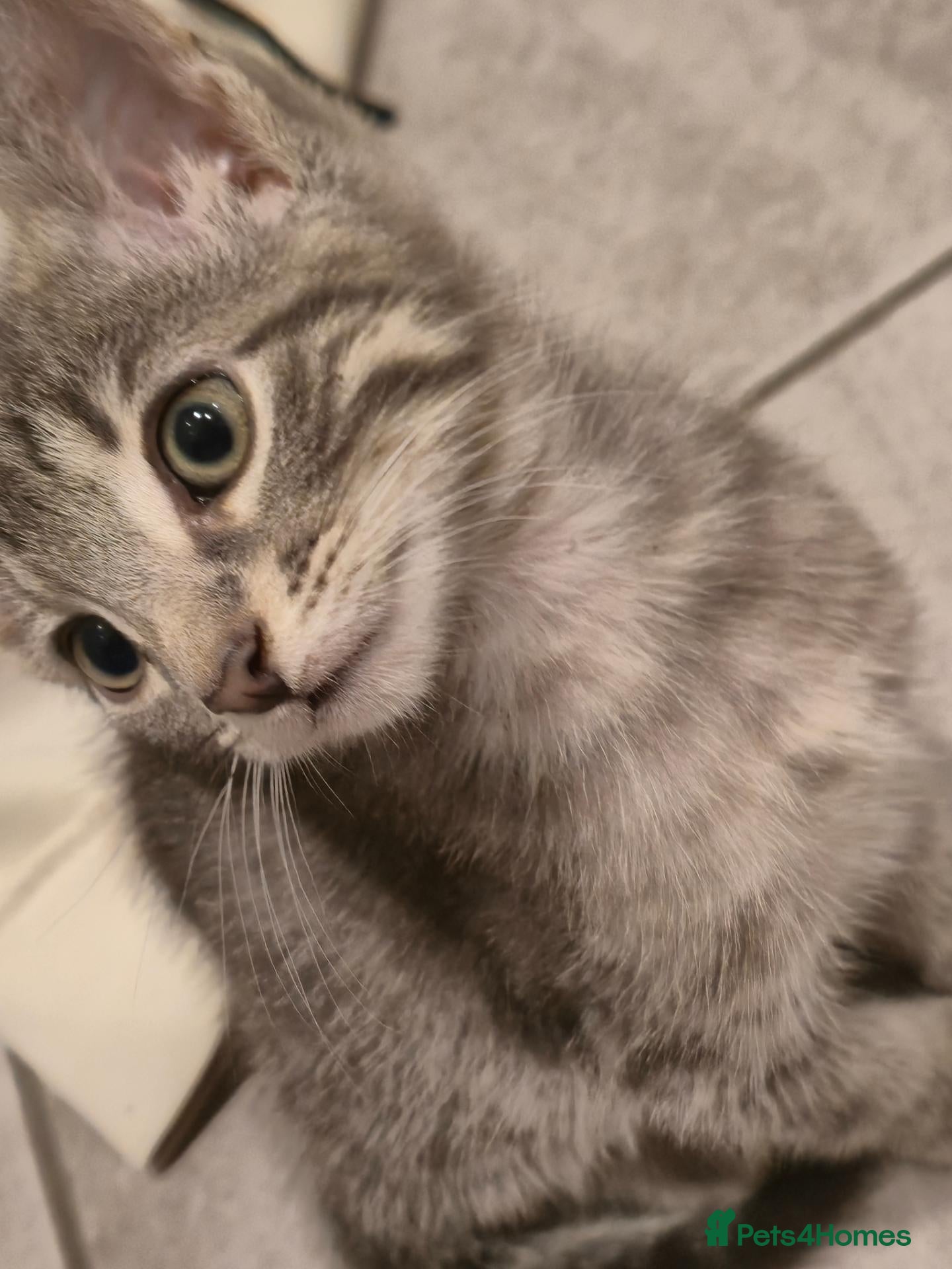 Mixed Breed cats Cute grey and tabby kittens - Advert 5