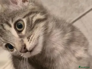 Mixed Breed cats Cute grey and tabby kittens - Advert 5