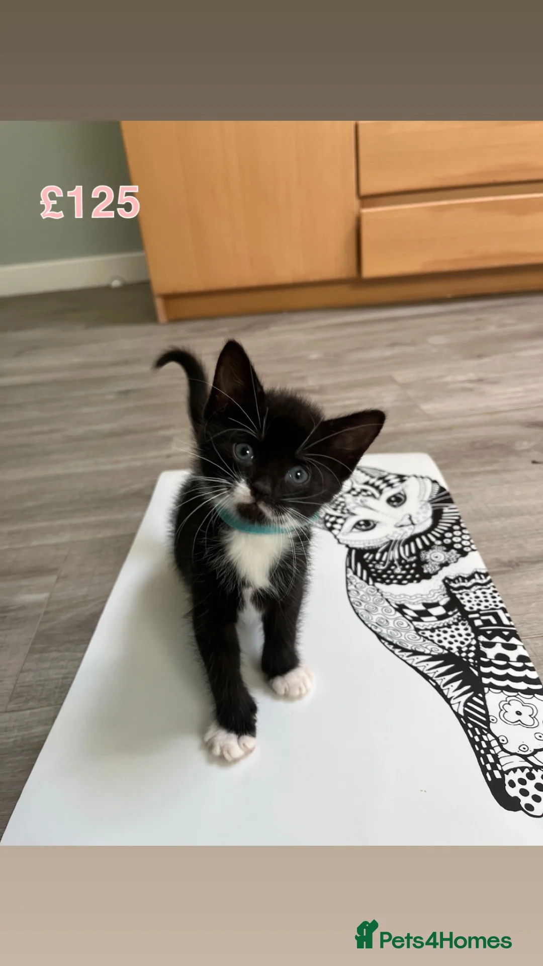 Mixed Breed cats for sale: Beautiful kittens for sale🥰❤️ - Advert 8