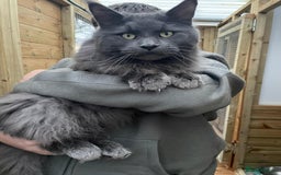 Maine Coon cats for sale: Maine Coon kittens  in Rushden - Image 9