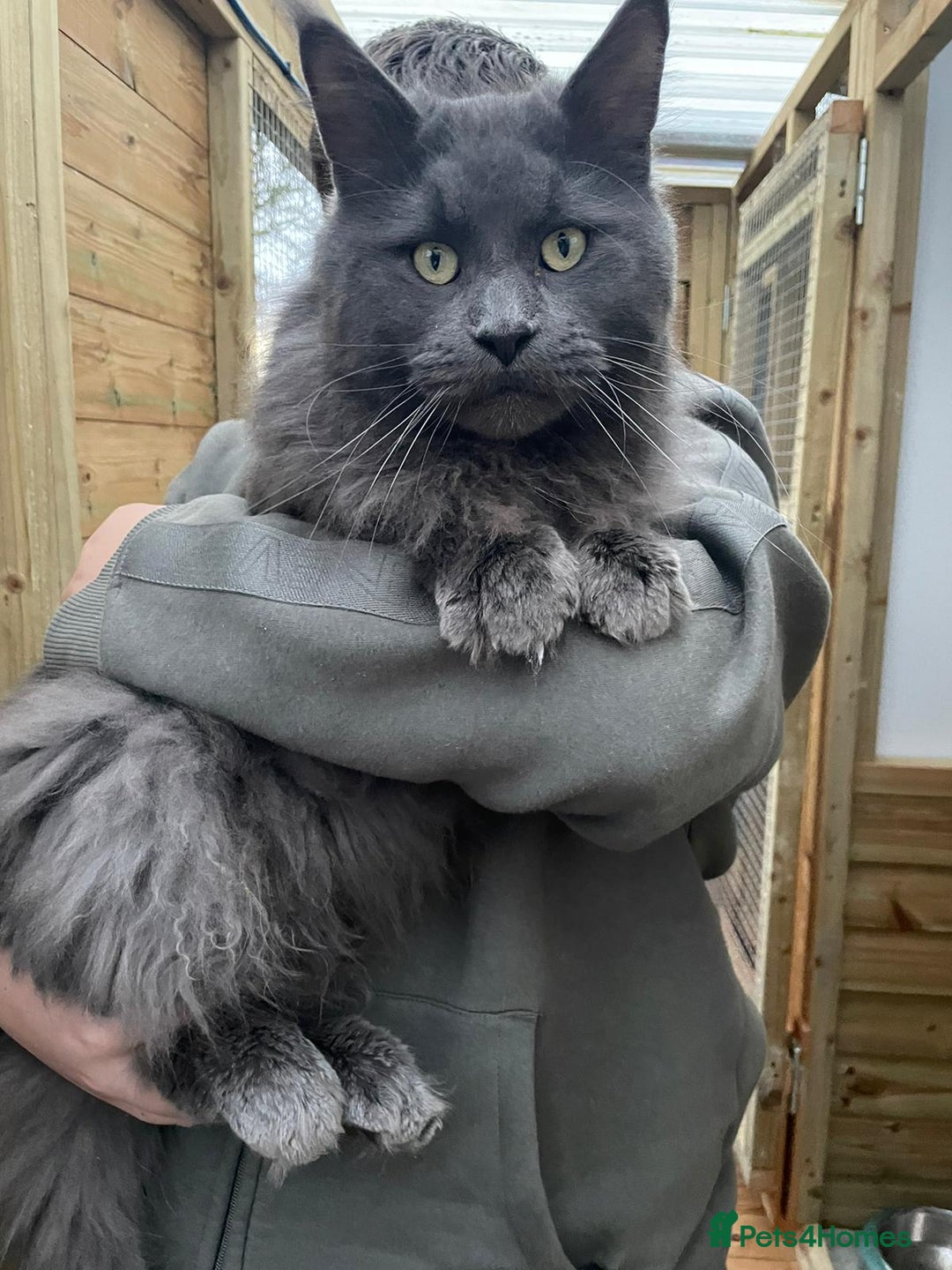 Maine Coon cats for sale: Maine Coon kittens  in Rushden - Image 9