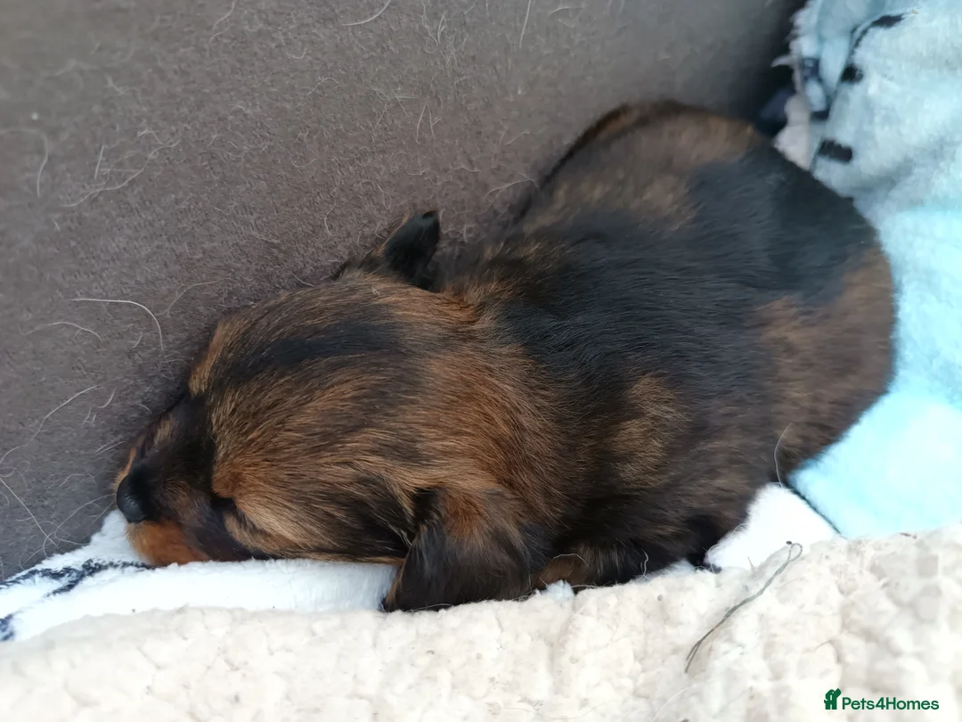 Mixed Breed dogs for sale: Small Mixed Breed Puppy  - Advert 11