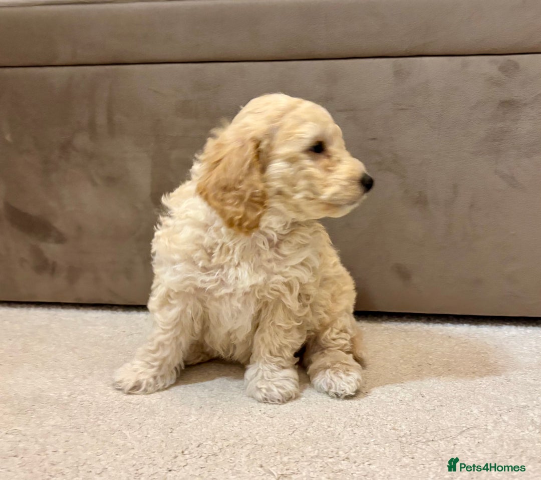 Poochon dogs for sale: Stunning Rare Phantom True Miniature Poochons - Advert 7