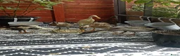 Mixed Breed livestock for sale: Indian Runner ducks  - Advert 1