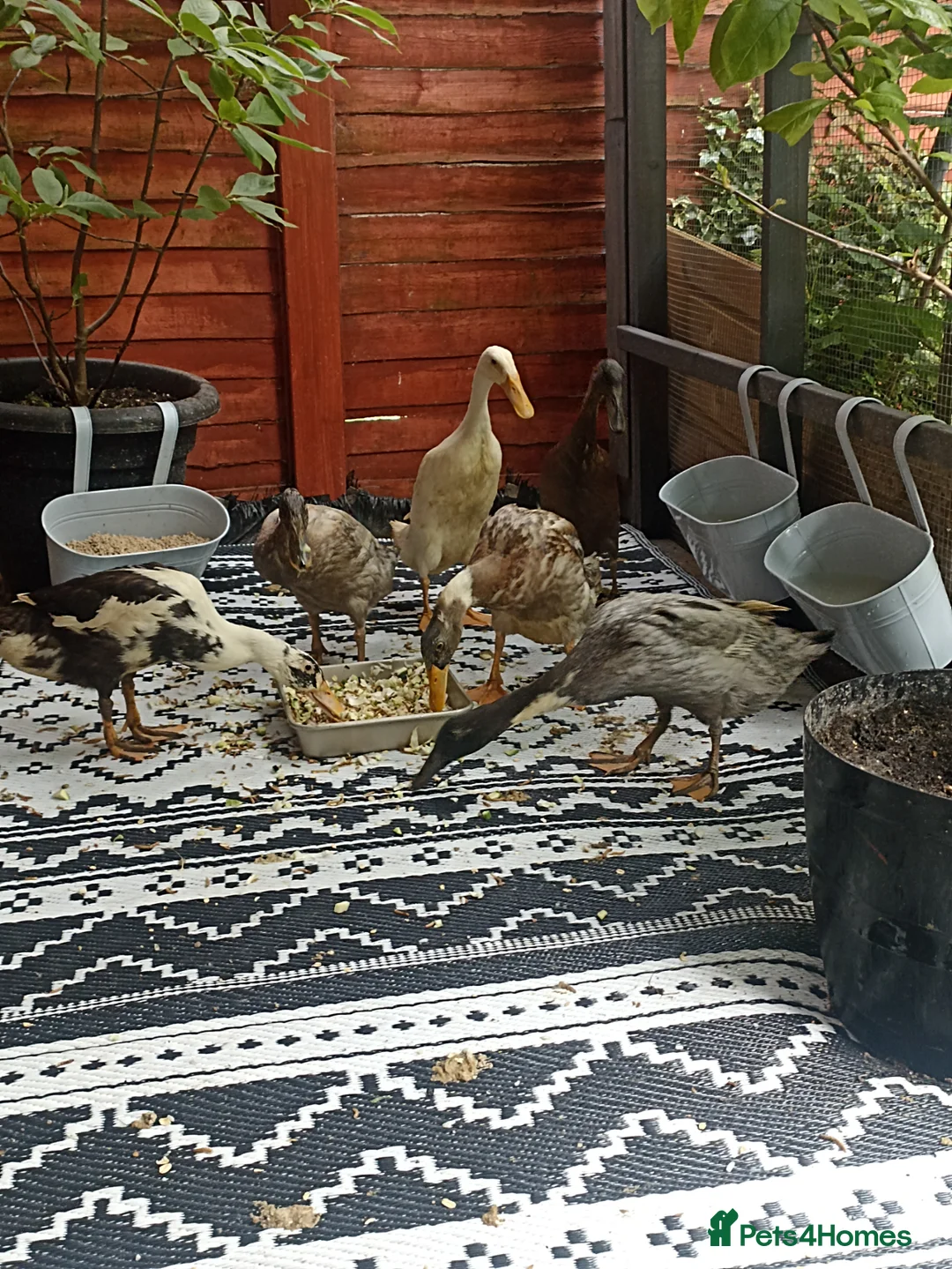 Mixed Breed livestock for sale: Indian Runner ducks  - Advert 1