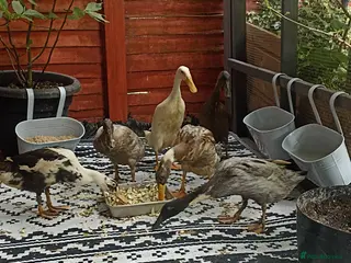 Mixed Breed livestock Indian Runner ducks - Advert 3