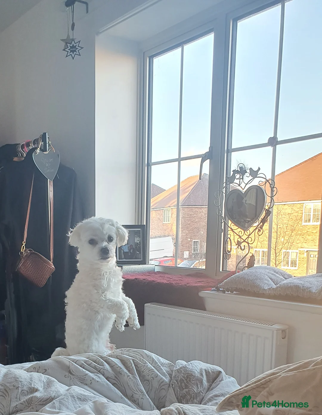 Maltese dogs for stud: Maltese in Ingatestone - Advert 11