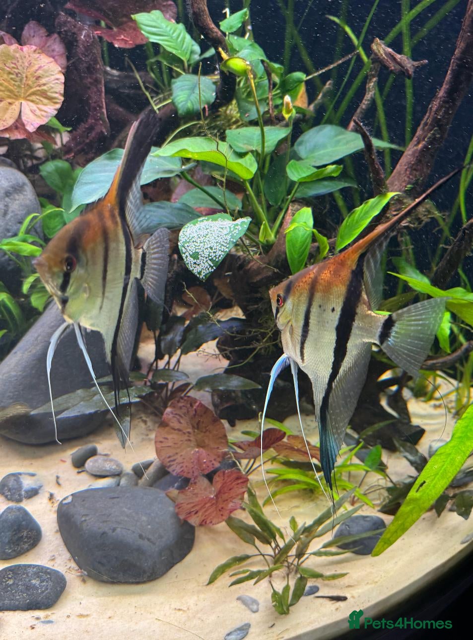 Angelfish fish 6-7cm Super Red Manacapuru  - Advert 2