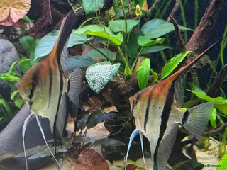 Angelfish fish 6-7cm Red Manacapuru - Advert 3