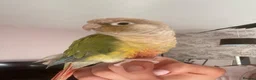 Conures birds for sale: Male Green Cheek Conure and Cockatiel  in Knutsford - Advert 7