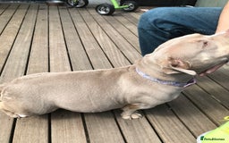 Mixed Breed dogs for sale: Beautiful Microbully female  - Image 4