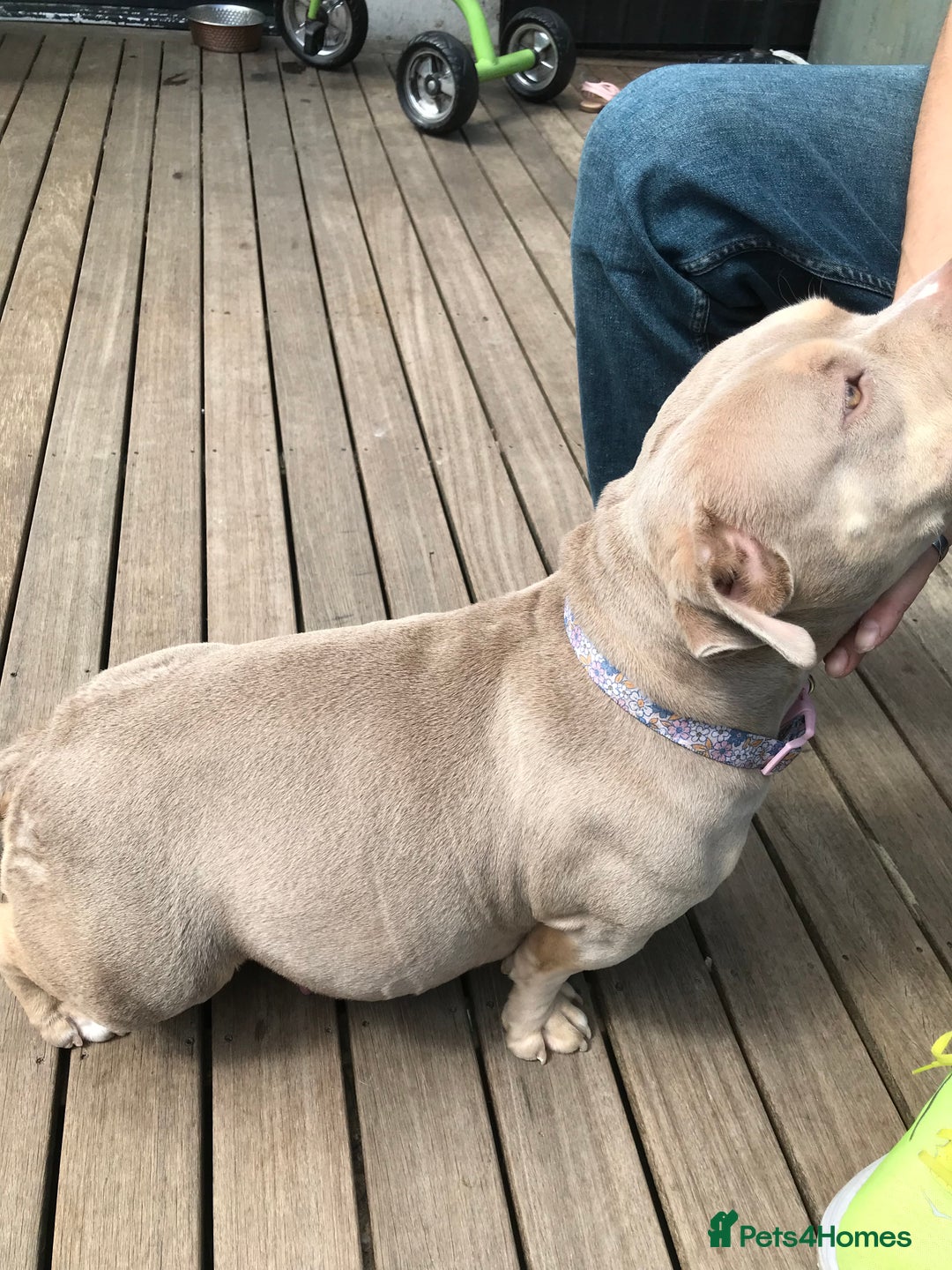 Mixed Breed dogs for sale: Beautiful Microbully female  - Image 4