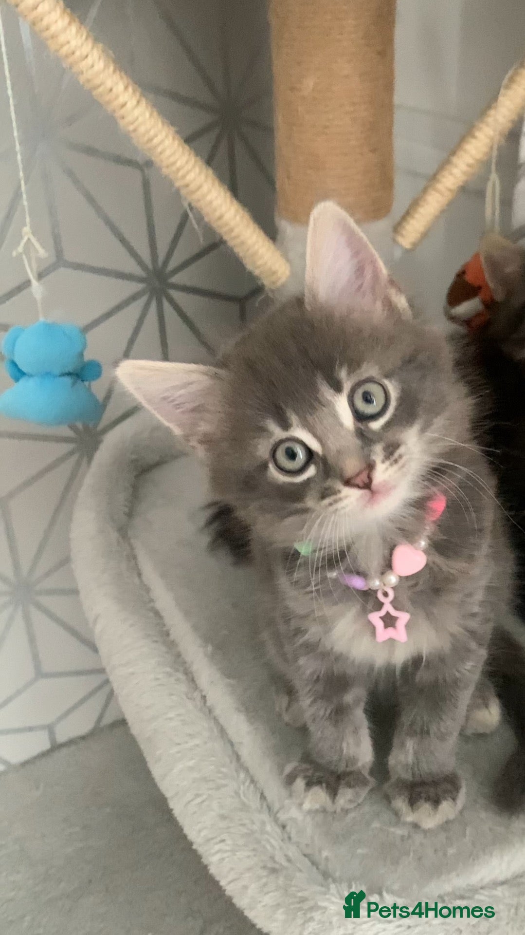 Mixed Breed cats Beautiful kittens looking for loving home - Advert 2