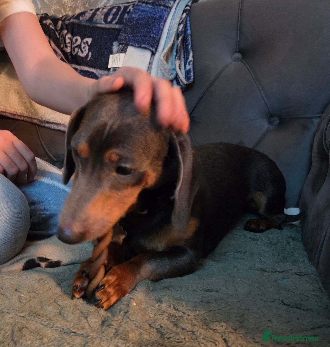 Dachshund dogs for sale: 1 year old Dachshund looking for new home  - Advert 4