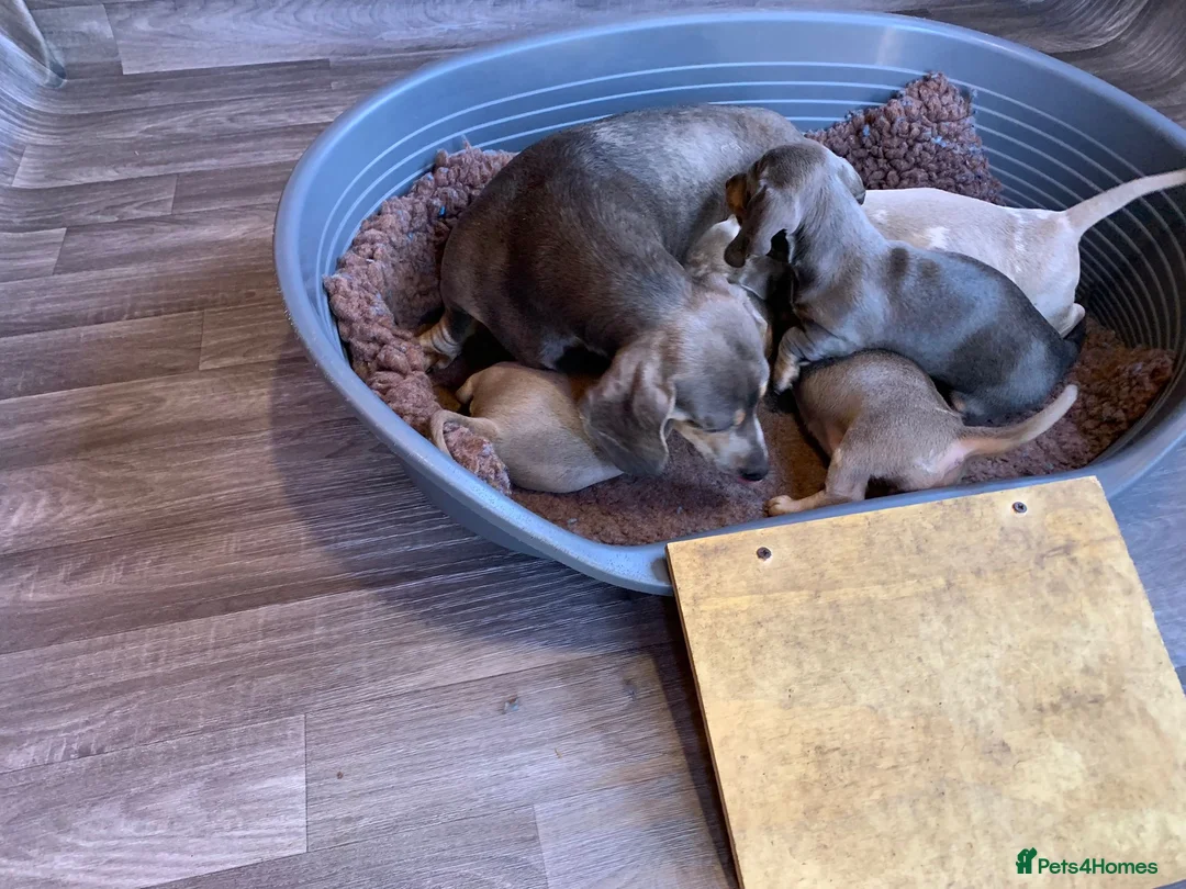 Miniature Dachshund dogs for sale: Magnificent dachshund puppies for sale  - Advert 2