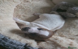 Jack Russell dogs for sale: Jack Russel puppies - Image 4