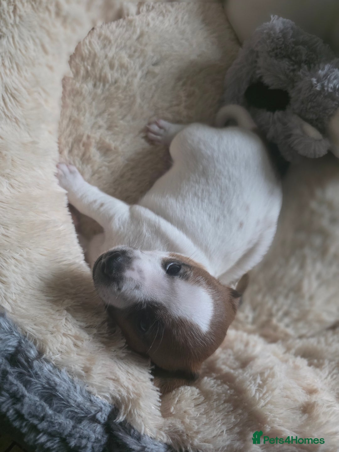 Jack Russell dogs for sale: Jack Russel puppies - Image 4
