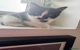 Ragdoll cats for sale: Beautiful kittens for sale  - Image 2