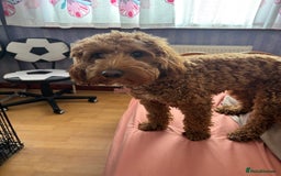Cockapoo dogs for stud: 🐶 Proven Cockapoo stud - Milo  in Hayes - Image 11