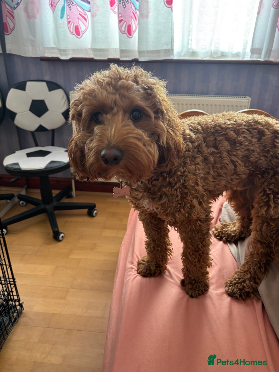 Cockapoo dogs for stud: 🐶 Proven Cockapoo stud - Milo  in Hayes - Image 11