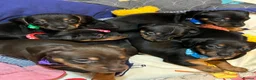 Jackshund dogs for sale: Adorable Dachshund x Jack Russell Puppies  - Advert 2