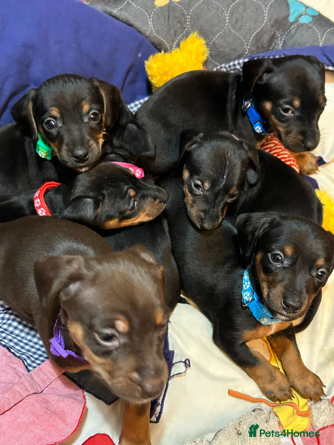 Jackshund dogs for sale: Adorable Dachshund x Jack Russell Puppies  - Advert 2