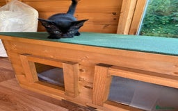 Siamese cats for sale: 2 half Siamese kittens  - Image 14