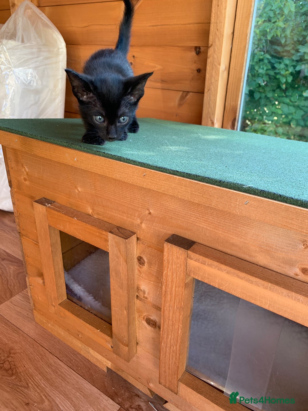 Siamese cats for sale: 2 half Siamese kittens  - Image 14