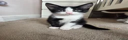 Mixed Breed cats for sale: Gorgeous male kitten looking for his forever home in Leeds - Advert 3