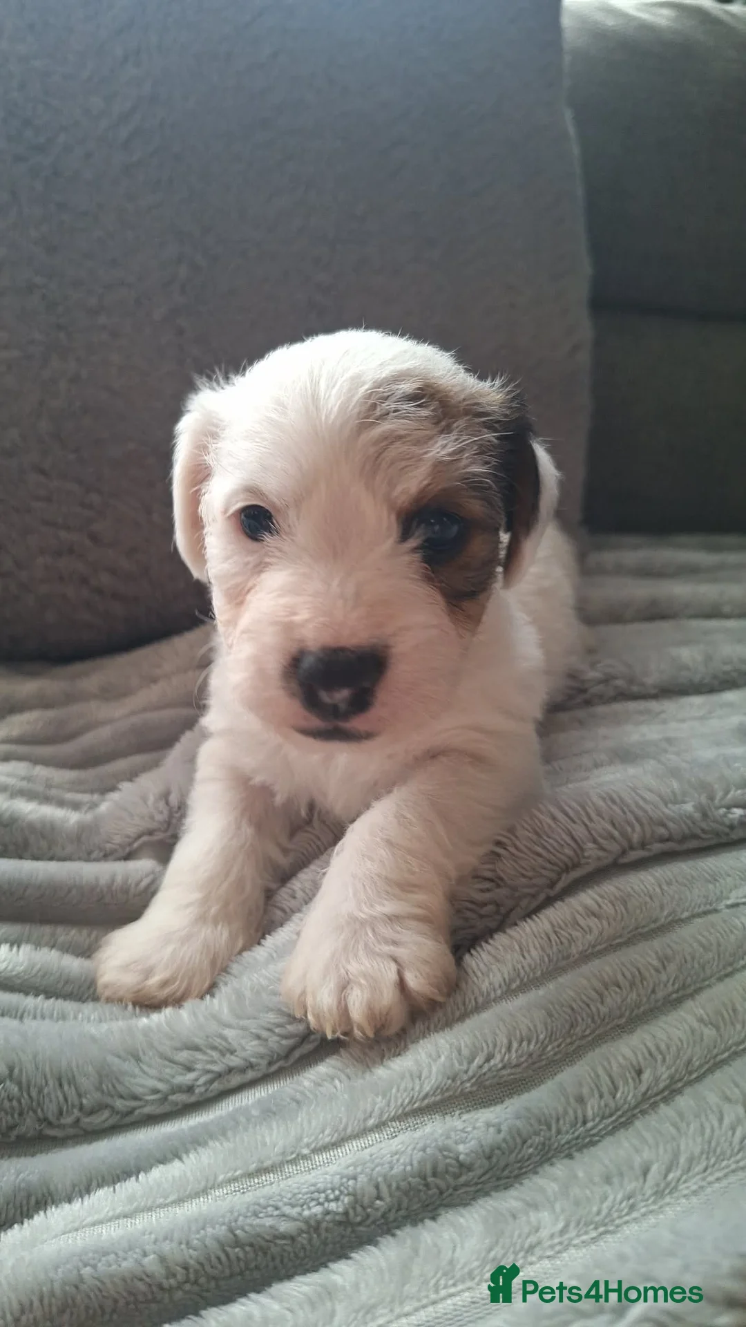 Jack Russell dogs for sale: Jack Russell puppies 🐶  - Advert 1