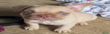 French Bulldog 1
