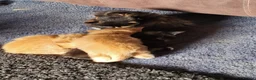 Mixed Breed cats for sale: Beautiful kittens in Cambridge - Advert 16