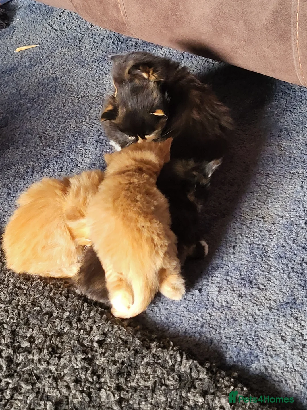 Mixed Breed cats for sale: Beautiful kittens in Cambridge - Advert 16