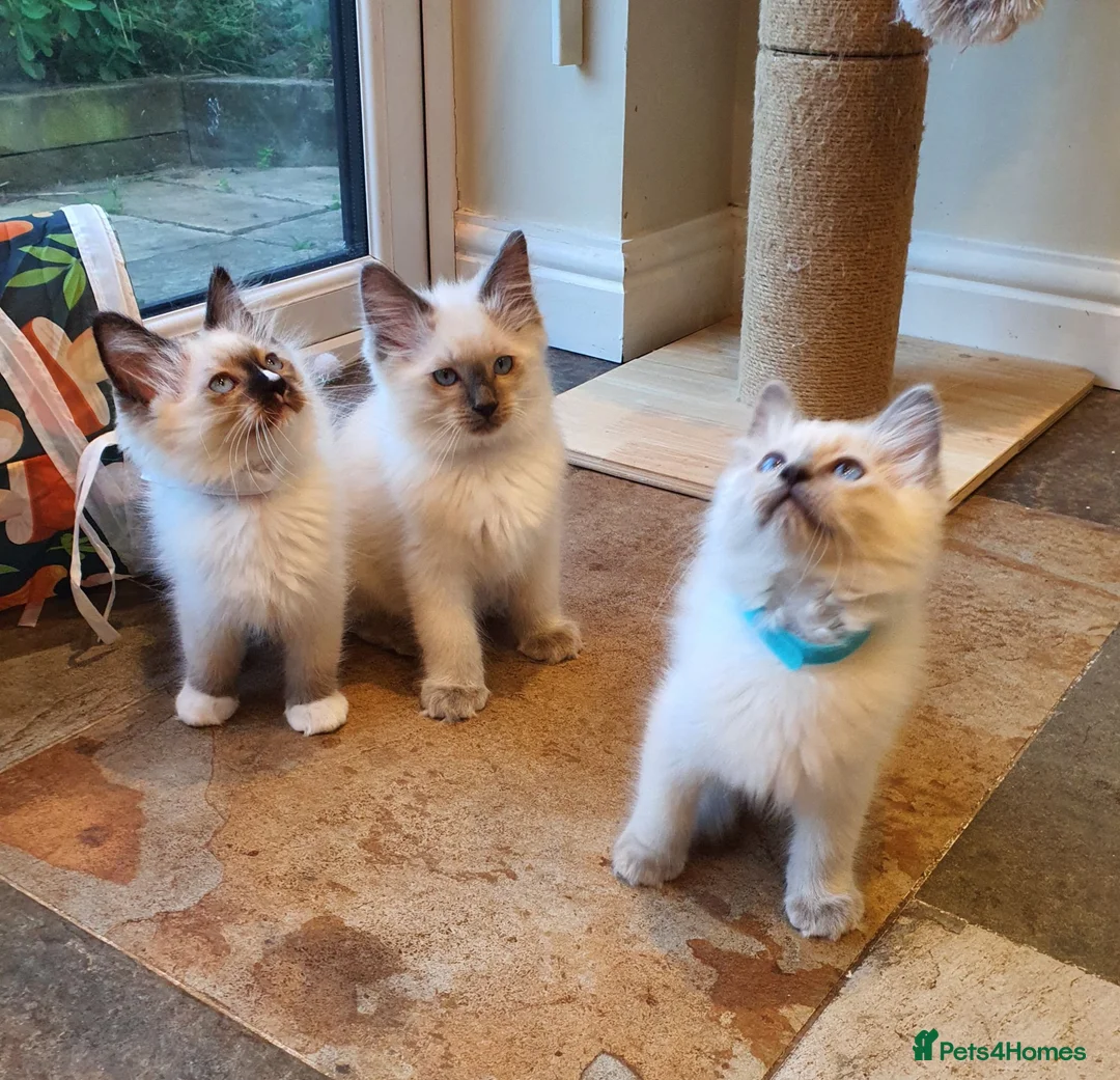 Ragdoll cats for sale: 💕Beautiful GCCF Registered Ragdoll Kittens. - Advert 1