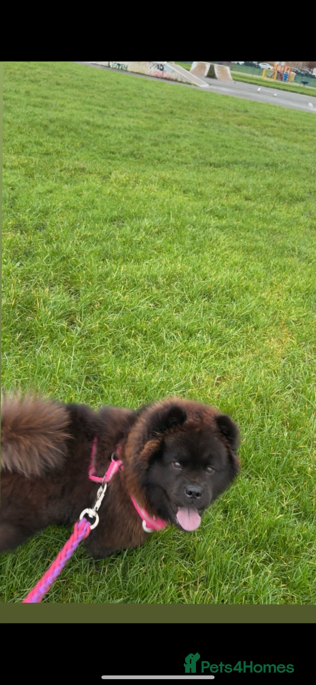 Chow Chow dogs for sale: Female Chow chow Bear - Advert 7