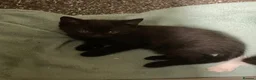 Mixed Breed cats for sale: All black boy looking for new home  in Windsor - Advert 2
