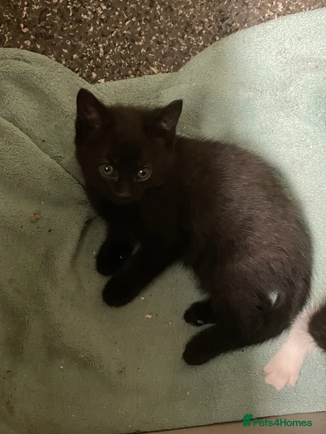 Mixed Breed cats for sale: All black boy looking for new home  in Windsor - Advert 2