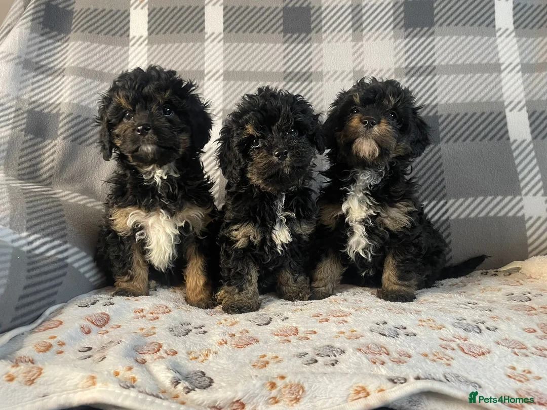 Cavapoo dogs for sale: Tiny cavapoos - Advert 1