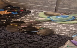 Frug dogs for sale: 6 beautiful frug puppies.  - Image 15