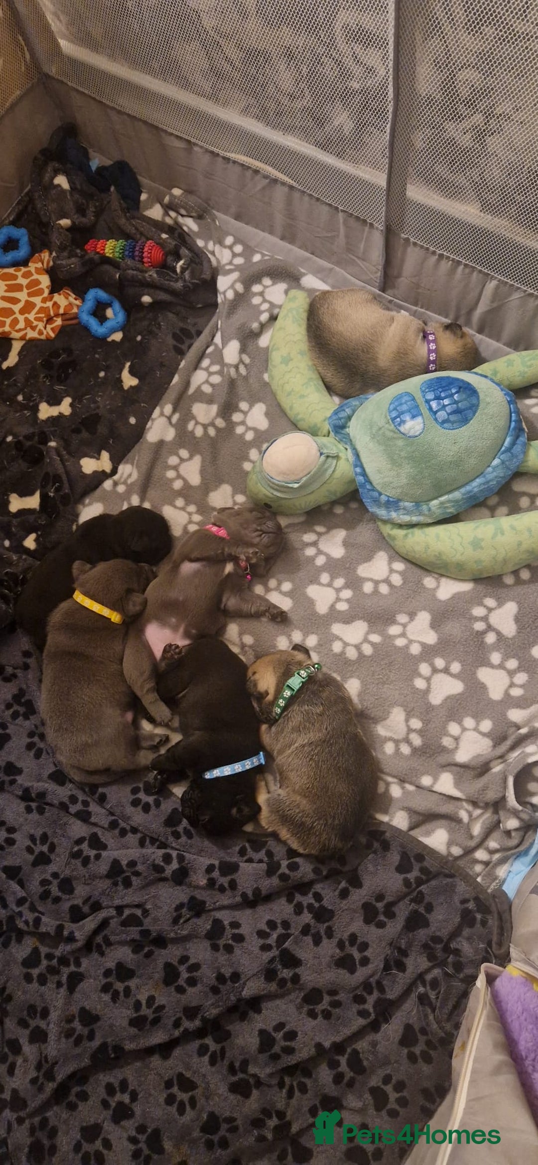 Frug dogs for sale: 6 beautiful frug puppies.  - Image 15