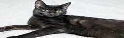 Mixed Breed cats for sale: Lovely Runa - Advert 13
